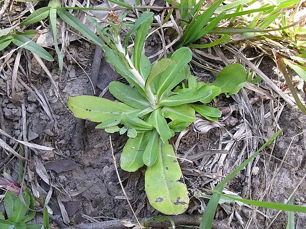 Elegant Cudweed