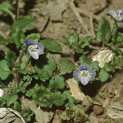 Gray Field Speedwell