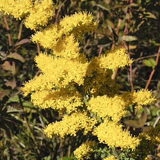 Gray Goldenrod