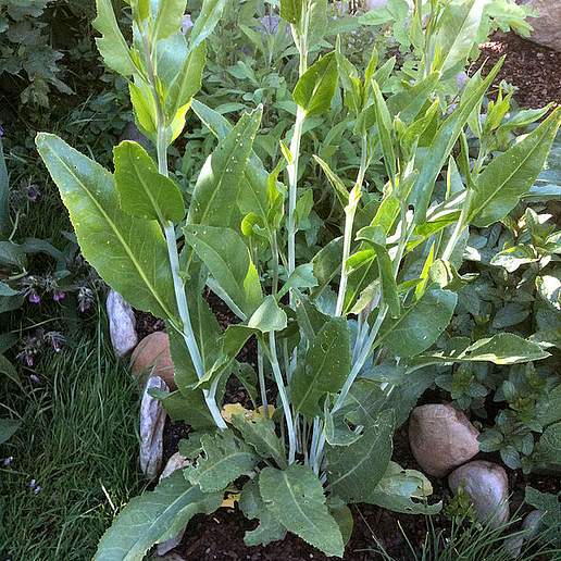 Perennial Peppergrass