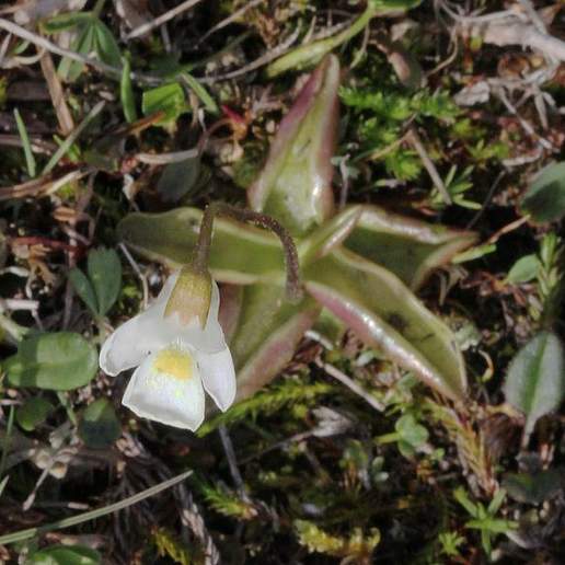 Alpine Butterwort