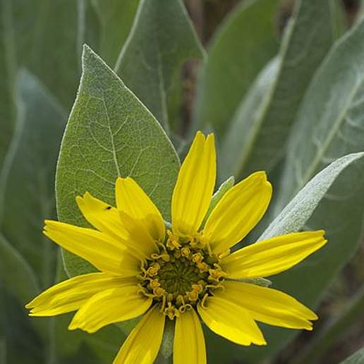 Gray Mule Ears