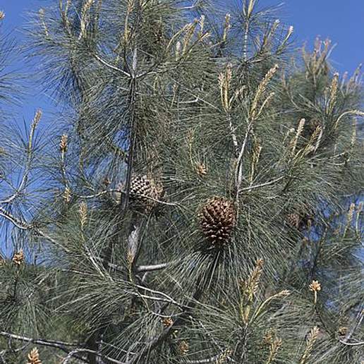 California Foothill Pine