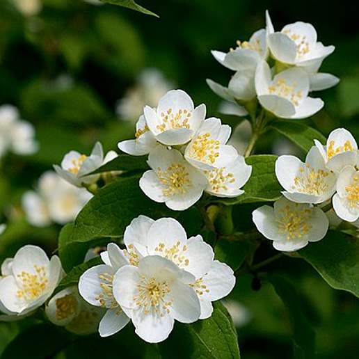 Broadleaf Mock Orange