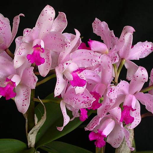 Cattleya amethystoglossa