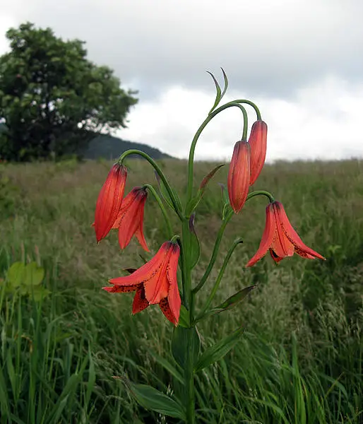 Orange Bell Lily