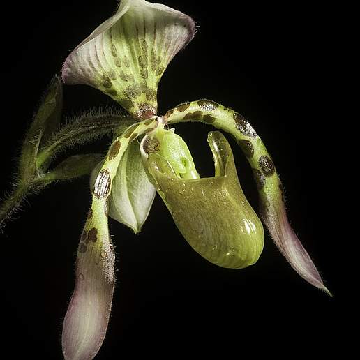 Haynald's Paphiopedilum