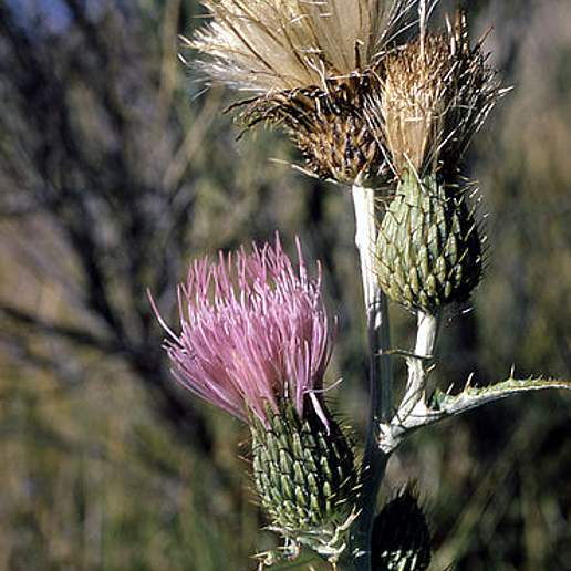 Wavy Leaved Thistle