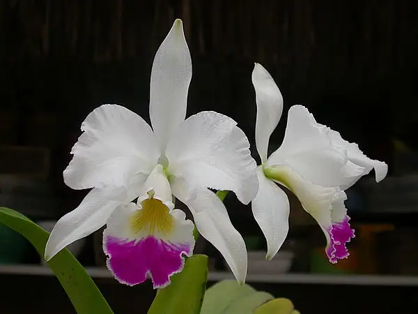 Cattleya warneri