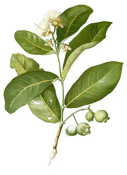 Watery Rose Apple
