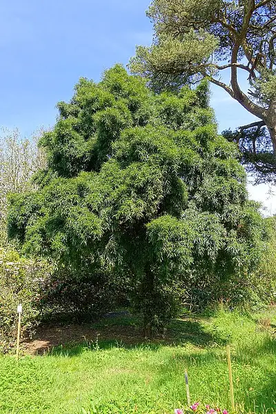 Willow Leaf Podocarp