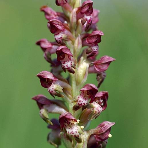 Orchis Coriophora Cimicina