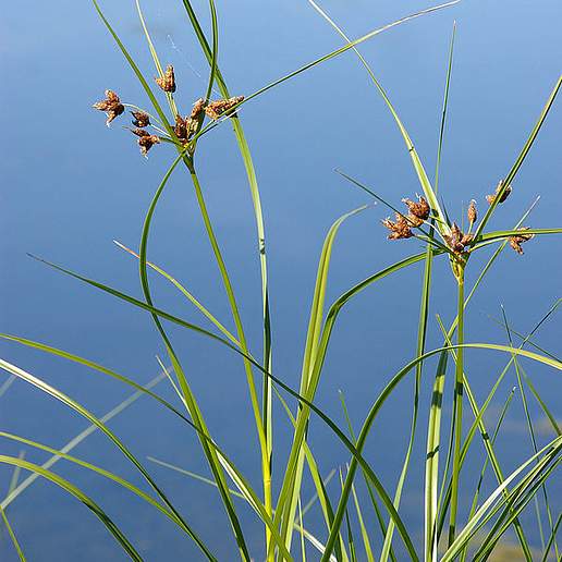 Saltmarsh Bulrush