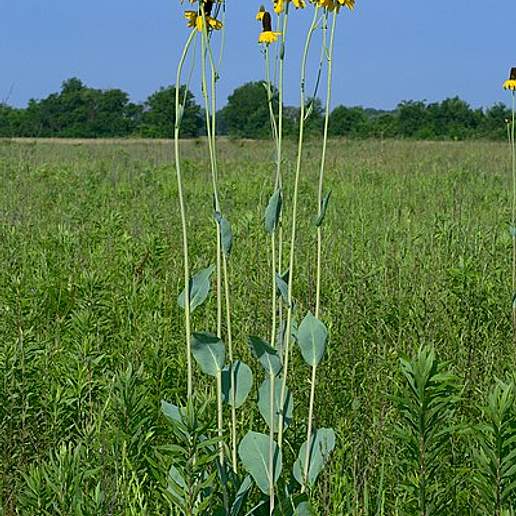 Giant Coneflower