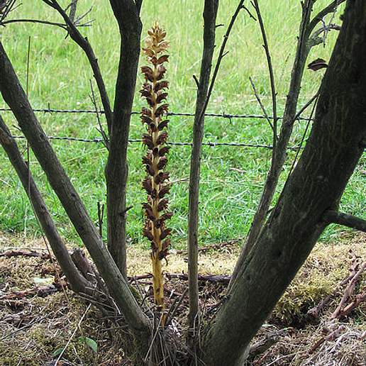 Greater Broomrape