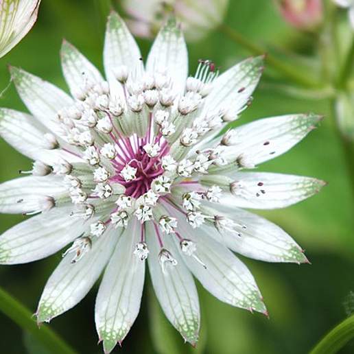 Greater Masterwort