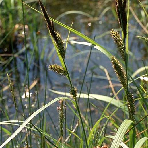 Great Pond Sedge
