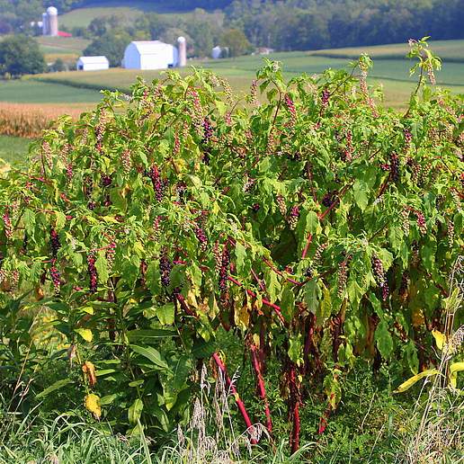 Pokeweed