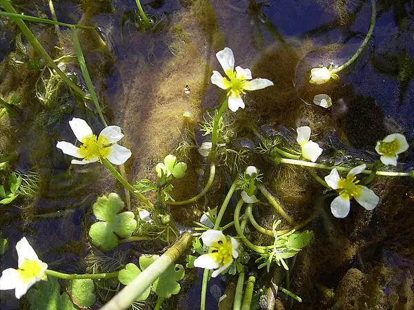 Common Water Crowfoot