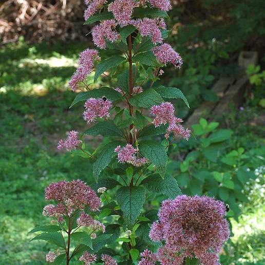 Coastal Plain Joe Pye Weed