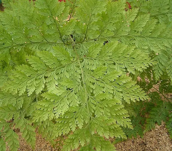 Hare's Foot Fern