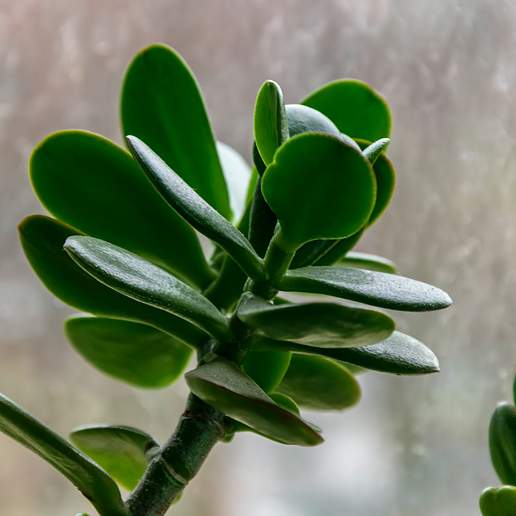Jade Plant