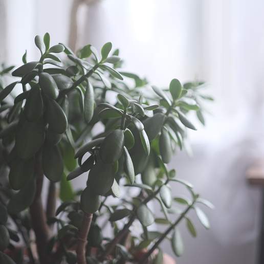 Jade Plant