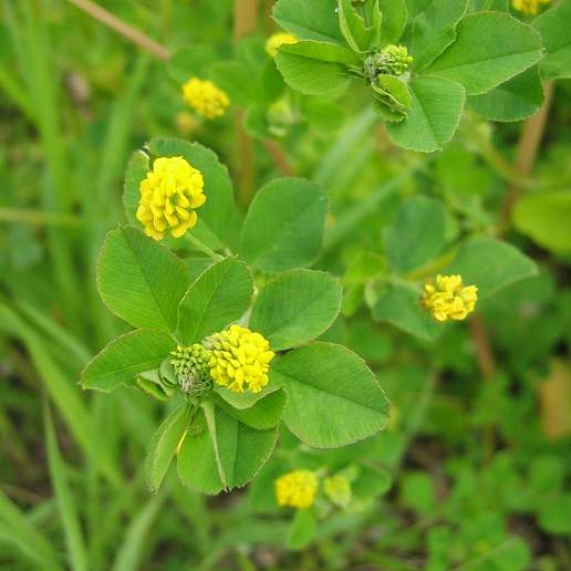 Black Medick