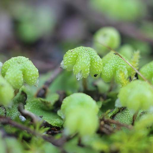 California Asterella