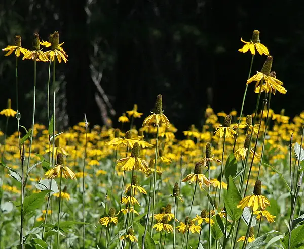 Rudbeckia Californica Glauca