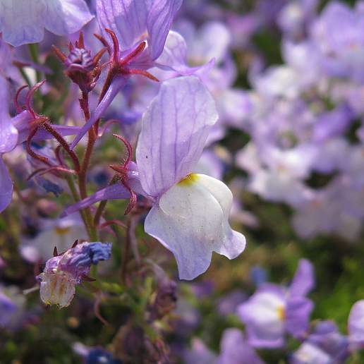 Morocco Toadflax