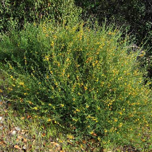 Common Deerweed