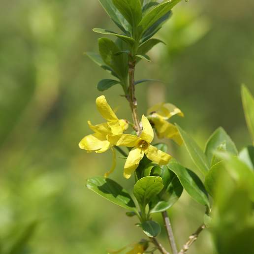 Greenstem Forsythia
