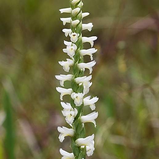 Great Plains Lady's Tresses
