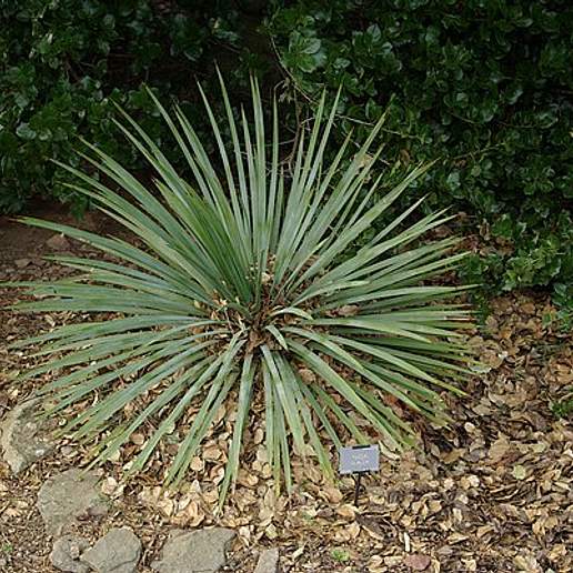 Yucca