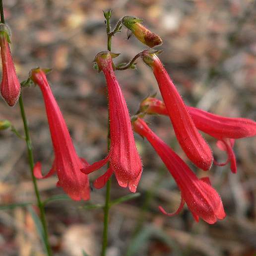 Bridge Penstemon