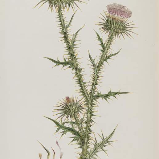 Scotch Thistle