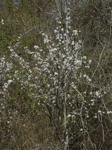 Cherokee Plum