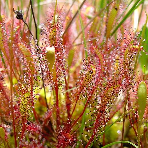 Great Sundew
