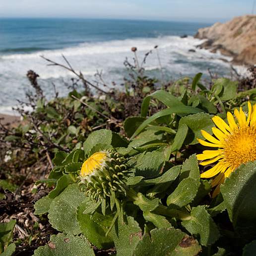 Hairy Gumweed