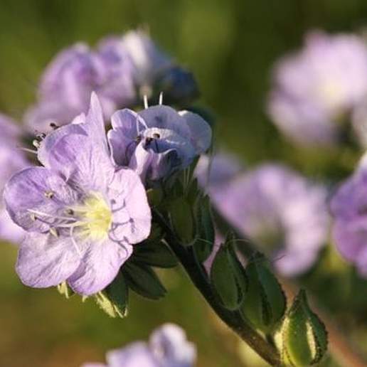 Great Valley Phacelia