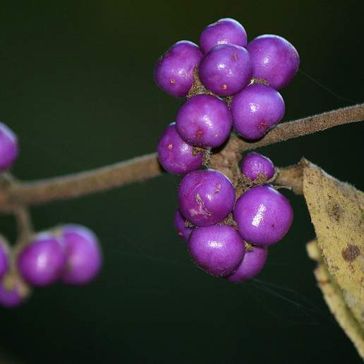 Callicarpa mollis