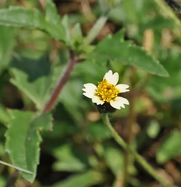 Tridax Daisy
