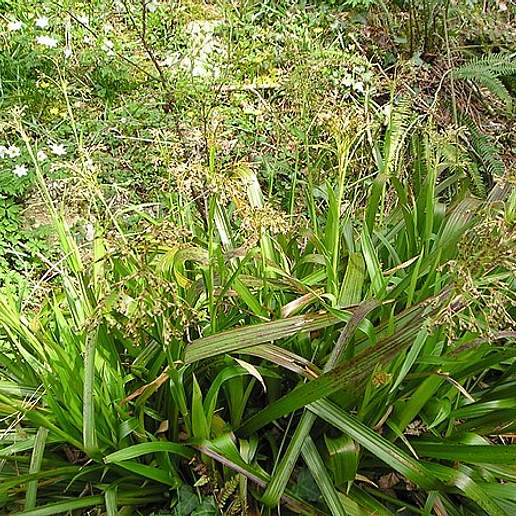 Greater Woodrush