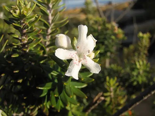 Coastal Westringia