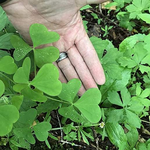 Great Yellow Woodsorrel