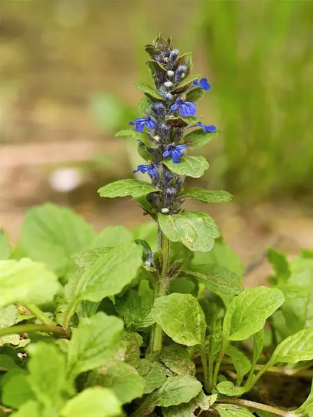 Bugle