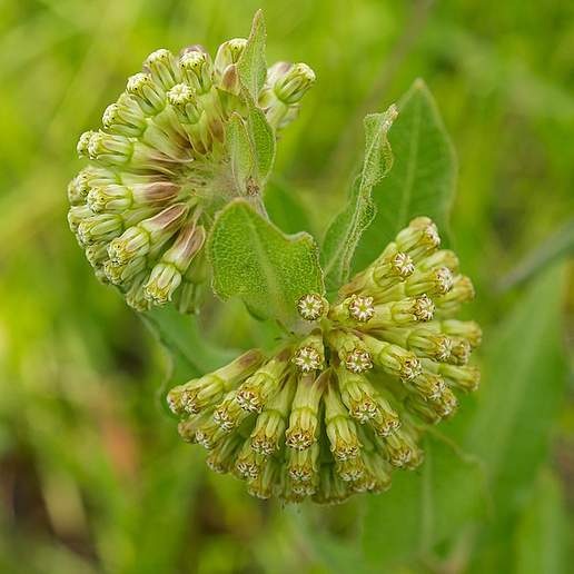 Green Flowered Milkweed
