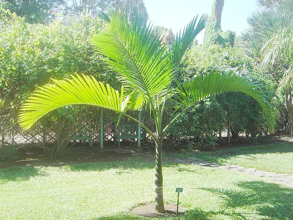 Champagne Palm
