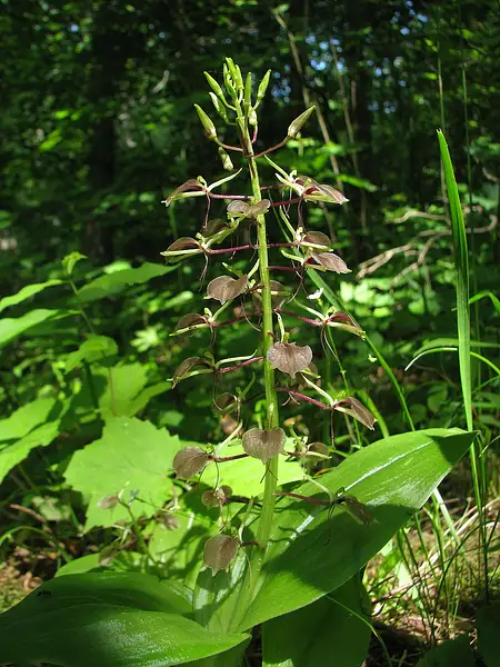 Brown Widelip Orchid